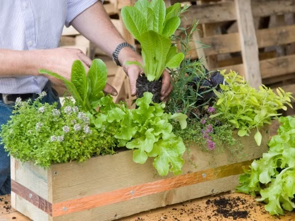 Những mảng xanh trong bếp còn có thể mang đến không khí trong lành và màu xanh vô cùng mát mắt cho góc nhỏ nấu nướng của gia đình.