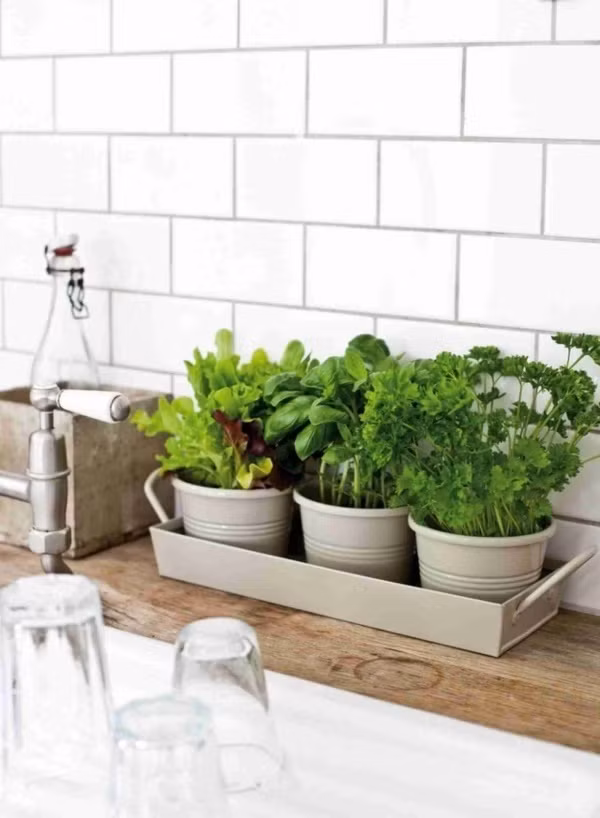 Nếu không thích gắn chậu lên tường, bạn cũng có thể đặt những chậu cây vào một chiếc khay cùng màu và trồng các loại rau salad. Khay có thể di chuyển ở bất kỳ vị trí nào mà bạn mong muốn.