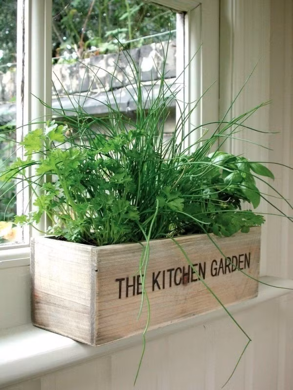 Đặt chậu cây bằng gỗ gần cửa sổ để tăng thêm nhiều diện tích sử dụng cho những chức năng khác mà vẫn có được “vườn rau” xanh mượt ai nhìn cũng mê mẩn.
