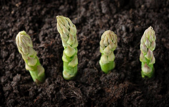 Măng tây nên trồng ở nơi có đất thoáng, tránh cỏ mọc nhiều. Vì thế trồng trong chậu cũng là một lợi thế. Có thể rải vôi diệt nấm và mầm bệnh trong đất trước khi trồng. Cần bón phân bổ sung dinh dưỡng theo định kỳ như bón lót, bón phân trùn quế, phân hữu cơ… để tăng cường dưỡng chất cho đất.