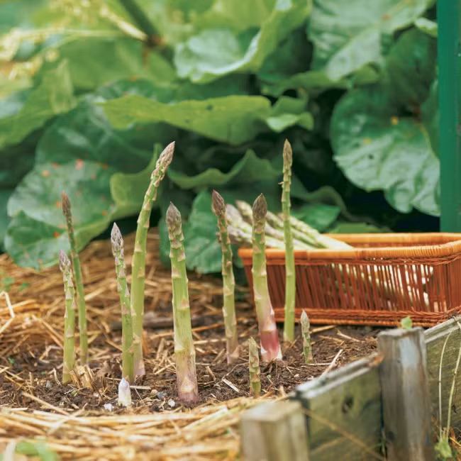 Có hai vụ phù hợp để gieo trồng măng tây là vụ thu đông và vụ xuân hè. Vì đây là thời điểm khí hậu mát mẻ, cây cần được tưới nhiều nước. Để cây phát triển tốt cần trồng ở nơi có nhiều ánh sáng mặt trời, nhiệt độ thích hợp cho cây là khoảng 25 – 30 độ C. Măng tây thường ưa đất có độ phì nhiêu, giàu mùn và phù sa, có thể chọn đất pha cát hoặc đất thịt. Nên trộn đất với các loại phân bón, xơ dừa… để đất tơi xốp và giàu dinh dưỡng.