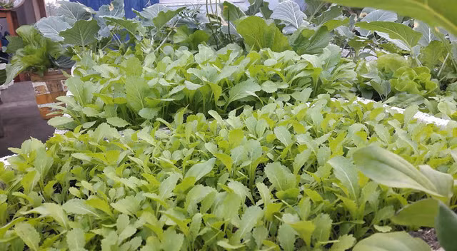 Khu vườn mang lại cho gia đình nguồn thực phẩm sạch dồi dào, phong phú.