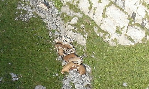 Hiện tượng bò chết hàng loạt ở Thụy Sĩ. Ảnh: Listverse.