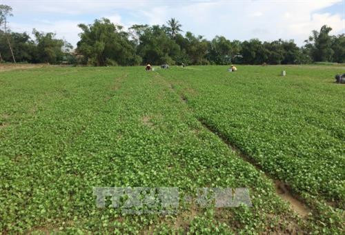 Ca lang song khoe re nho trong loai rau moc hoang thua nao-Hinh-2