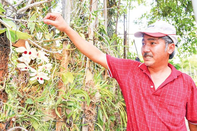 Lan Hoàng Thảo Thái Bình lộng lẫy ở Troh Bư.