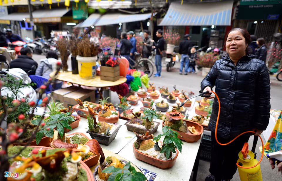 Nấm linh chi có xuất xứ từ Hàn Quốc và tương đối khó trồng trong điều kiện thời tiết Việt Nam. Tuy nhiên theo anh Hoàng và cộng sự, cả nhóm đã nghiên cứu kỹ thổ nhưỡng và khí hậu để trồng loại nấm này ở Hà Nội.