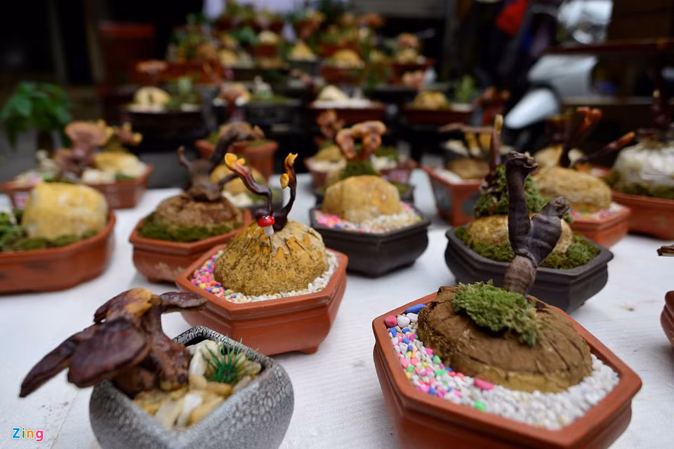 Nhiều người quan niệm, linh chi sống lâu, màu sắc rực rỡ... gợi sự trường thọ, phát đạt nên không ít người mua về trưng bày dịp Tết.