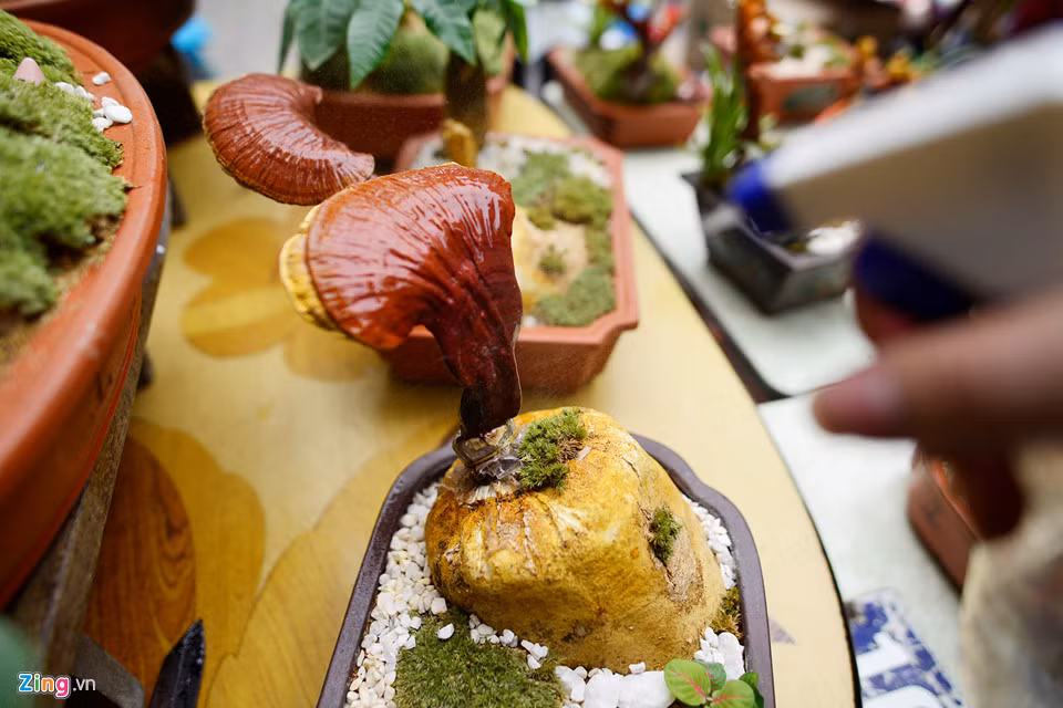 Nấm linh chi bonsai được nuôi trồng công phu, hình dáng độc đáo nên có giá từ vài trăm nghìn đến hàng chục triệu đồng/chậu tùy thuộc vào loại nấm và thế của cây nấm.