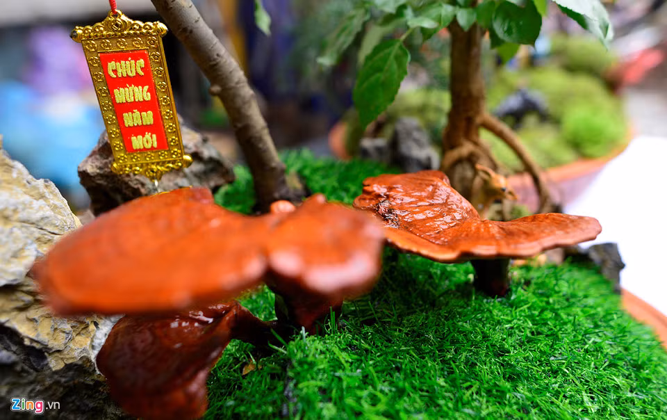 Được trồng chậu nên lớp bào tử (phấn màu nâu) trên tán linh chi không nhiều nhưng công dụng của dược liệu vẫn còn. Nấm linh chi có nhiều công dụng nên được mọi người lựa chọn trưng bày hay làm thuốc.