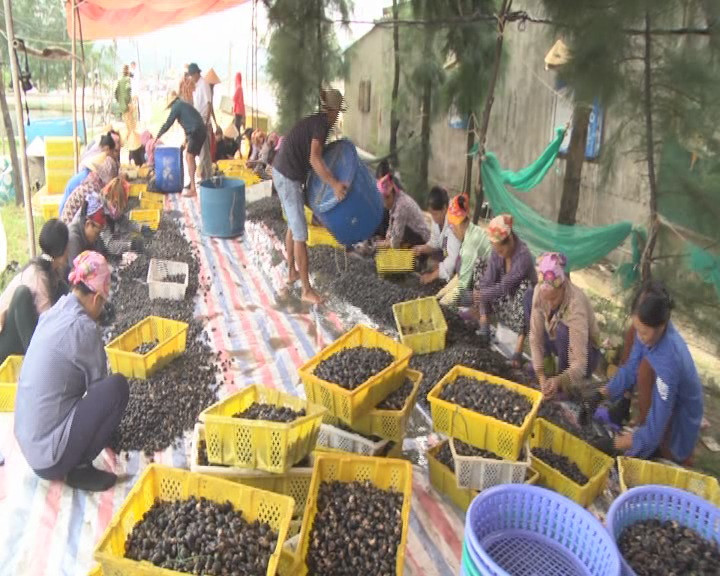 Sơ chế ốc hương.