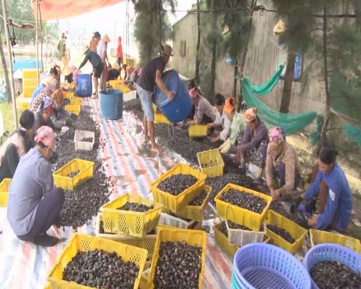 Sơ chế ốc hương.