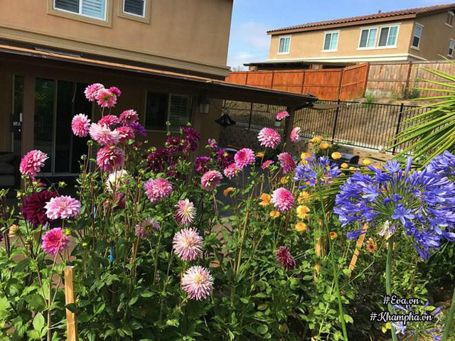 Khu vườn trước hiên nhà chị Sương Mai ở Mỹ.