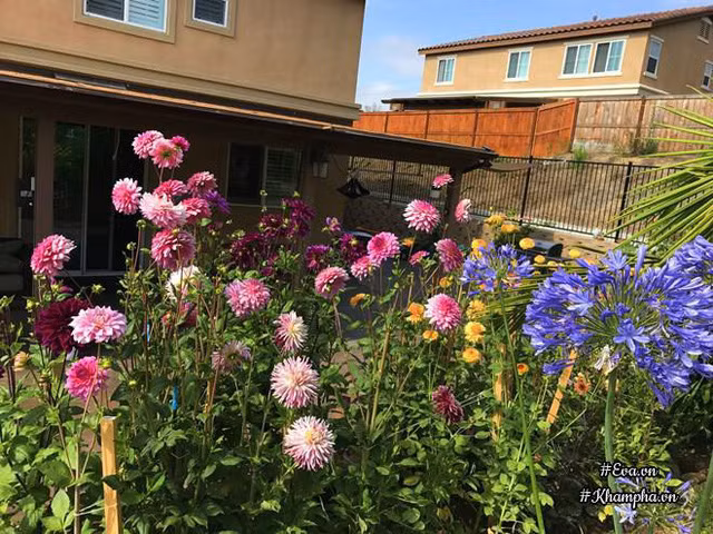 Khu vườn trước hiên nhà chị Sương Mai ở Mỹ.