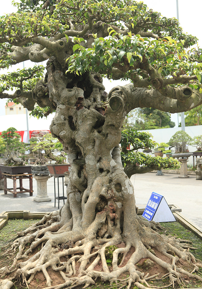 Thân cây to khỏe, với những vết sẹo của năm tháng hằn lên mang đến cho người xem sự thích thú.