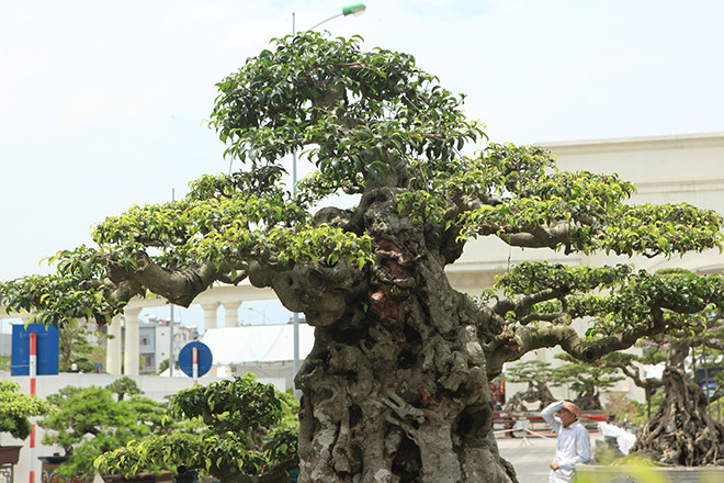 Thân cây to chắc nịch nhưng không tạo ra sự nặng nề, bóng, tán của cây vẫn đầy sự thanh thoát như những đám mây đang bay lượn.