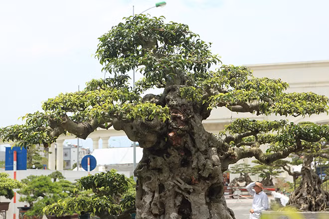 Thân cây to chắc nịch nhưng không tạo ra sự nặng nề, bóng, tán của cây vẫn đầy sự thanh thoát như những đám mây đang bay lượn.