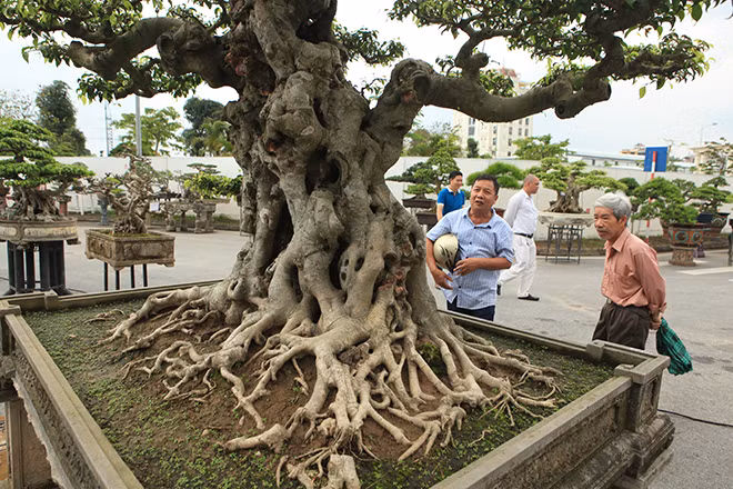 Anh Dương Văn Mười (Thường Tín, Hà Nội), chủ nhân của tác phẩm cho biết, đây là lần đầu tiên anh “trình làng” cây sanh tại triển lãm. Cây cao khoảng gần 2m, đặt trong chậu dài 1,5m.