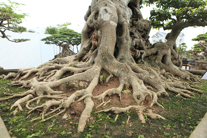 Bộ rễ của cây ăn ra tứ phía chiếm gần trọn diện tích chậu.