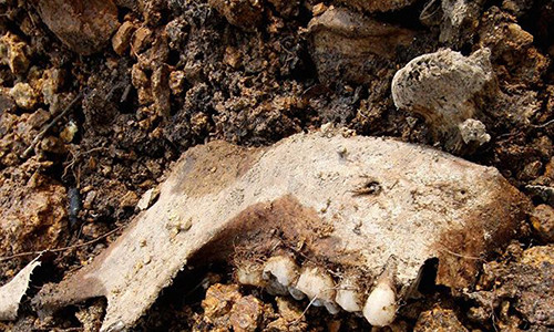 Phat hien ca nghin rang nguoi giau trong buc tuong nha o My