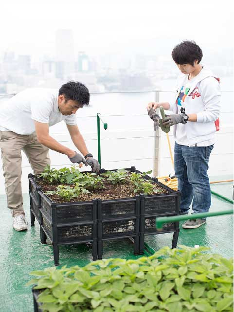 Luôn có các kỹ sư theo dõi và trợ giúp mọi công việc ở trang trại trên mái tòa nhà. Ảnh: RR