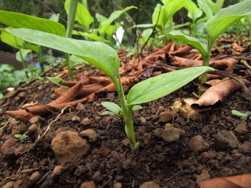 Nghệ ưa khí hậu ấm áp. Nếu trồng trong chậu có thể trồng các cây cách nhau một gang tay để thân và lá có thêm diện tích phát triển. Sử dụng đất nhẹ, xốp, tưới cây thường xuyên để duy trì độ ẩm và bón phân theo định kỳ nửa tháng một lần.