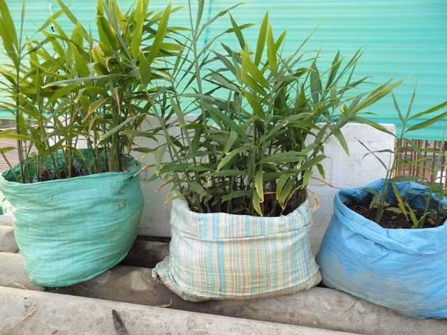 Cây gừng ưa khí hậu mát mẻ. Bạn có thể chọn những củ gừng có nhiều nhánh, ngâm nước qua đêm, để trong bóng mát, tối và ẩm một thời gian sẽ mọc mầm. Khi mầm đâm chồi thì mang ra vùi vào đất cát và giữ cho củ được sống ở khu vực ít ánh nắng mặt trời nhất. Sau khi cây mọc có thể mang đặt ở vị trí có ánh nắng vừa phải. Gừng chăm sóc đơn giản có thể cho củ sử dụng cho bữa ăn hàng ngày, lá, thân, rễ sử dụng làm các bài thuốc cải thiện sức khỏe.