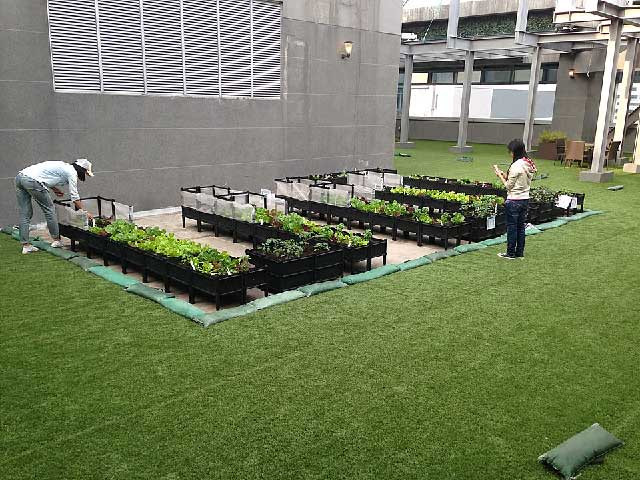 Các trang trại trồng rau kiểu này đã giúp đỡ các cư dân Hồng Kông – những người cô đơn, bị căng thẳng vì làm việc quá sức được giải tỏa và hạnh phúc hơn bằng cách cho phép họ có không gian trò chuyện cùng bạn bè và hòa mình vào thiên nhiên,