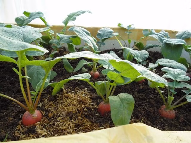 Trồng củ cải cần chọn nơi đất thoáng, cao, chậu to và có đủ lỗ thoát nước. Cây được tiếp nhận đủ ánh sáng mặt trời và duy trì độ ẩm nhẹ. Củ cải có thể thu hoạch tù 6 – 8 tuần.