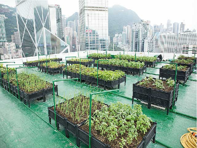 Cô Michella Hong, đồng sáng lập Công ty Rooftop Republic cho biết: “Ngày càng có nhiều người quan tâm đến việc trồng rau, tôi nghĩ là do họ lo lắng về việc an toàn thực phẩm, và thực tế là còn có nhiều thực phẩm tồn dư thuốc trừ sâu, vì vậy mọi người muốn tự trồng rau và kiểm soát thực phẩm họ tiêu thụ”.