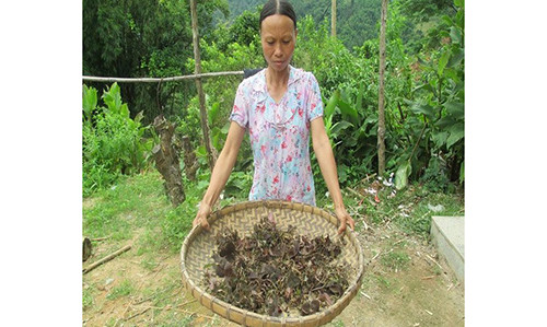 Co la duoc Trung Quoc mua gia chuc trieu/kg