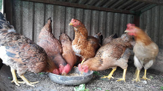 Chị Hoàng Quế tâm sự: "Khu vườn không rộng nhưng đó là niềm vui, là nơi để cả nhà cùng nhau trồng rau, chăm gà giúp tinh thần của cả nhà luôn phấn chấn, tạo thêm nhiều động lực cố gắng cho cuộc sống."