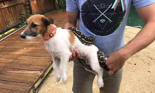 Chú chó tên Widget đang bị một con trăn cắn vào phần lưng sau. Chú chó tên Widget đang bị một con trăn cắn vào phần lưng sau.