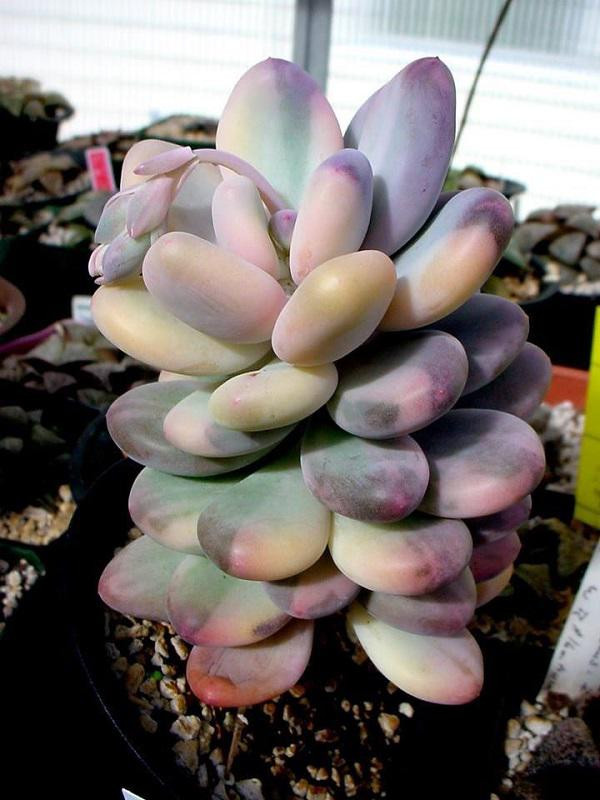 Loại cây lá bỏng Lavender Pebbles đang chiếm trọn cảm tình của vô số chị em bởi vẻ ngoài hết sức lung linh.