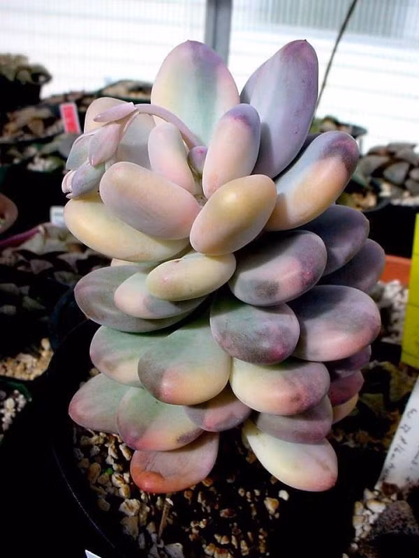 Loại cây lá bỏng Lavender Pebbles đang chiếm trọn cảm tình của vô số chị em bởi vẻ ngoài hết sức lung linh.