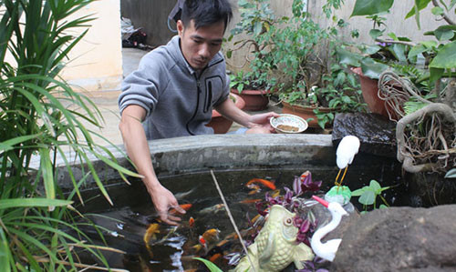 Bể cá Koi cảnh của anh Nguyễn Đức Duy, đường Nguyễn Cư Trinh, TP. Buôn Ma Thuột, tỉnh Đắk Lắk. Ảnh: Minh Thông.