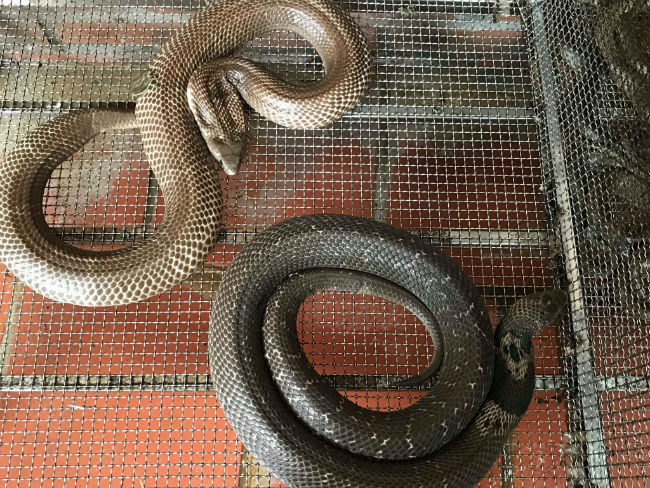 Lang nuoi ran thu bac ty cua thu do gio ra sao?