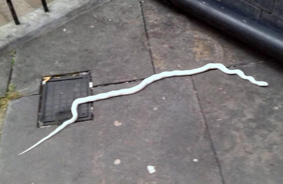 Hop chua sinh vat ky la duoc gui toi co quan canh sat Anh-Hinh-2