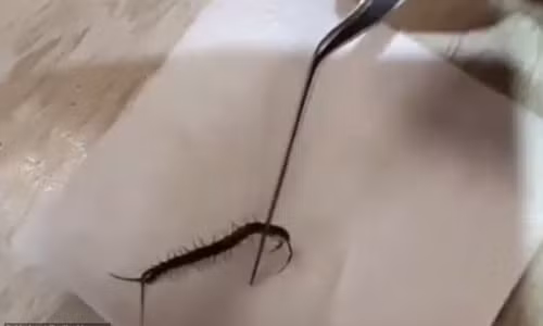 Rung minh con vat gom ghiec song trong tai nguoi phu nu o Dai Loan