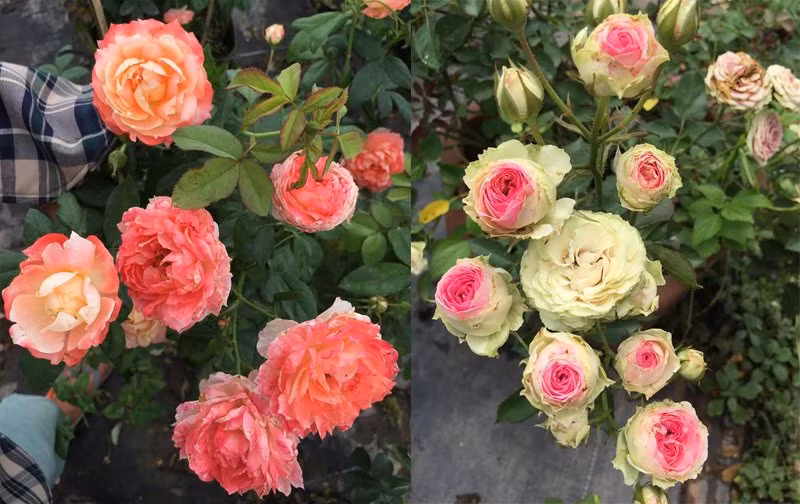 Sau khi mua hơn chục gốc hồng về trồng chơi trong vườn nhà, anh Đoàn đã gây dựng được vườn hồng rộng cả 1.000 m2 với khoảng 80 giống hoa các loại.