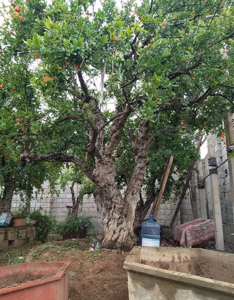 Gốc lựu quả hơn 200 năm tuổi được khách Hồng Kông trả giá 2,6 tỷ đồng.