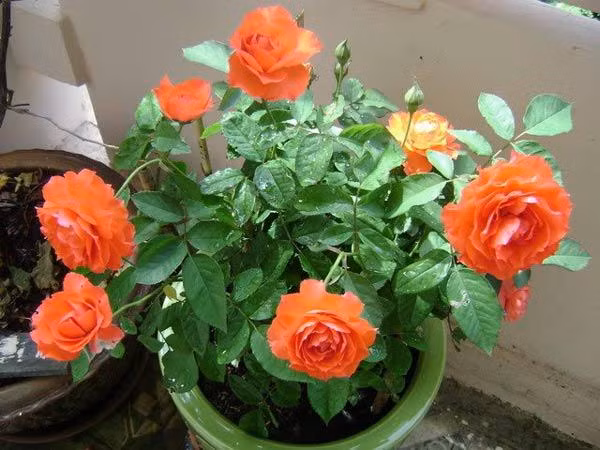 Bi kip trong hoa hong bang canh nhanh, gon ma cay van ra hoa to-Hinh-2