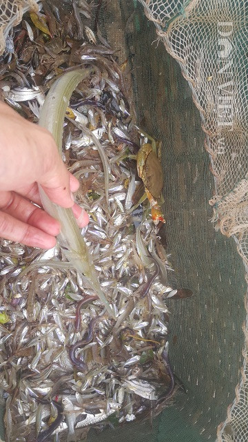 Theo chan ngu dan vao rung san dac san bien, kiem nua trieu/ngay-Hinh-2