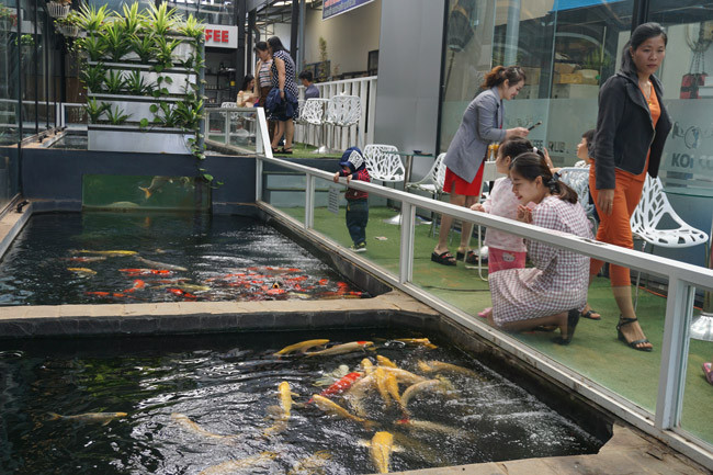 Ngoài bể cá Koi độc nhất vô nhị tại thành phố Pleiku này, anh Quyền mở thêm quán cafe để cho khách hàng vừa thưởng thức cafe, vừa ngắm những chú cá tiền triệu.