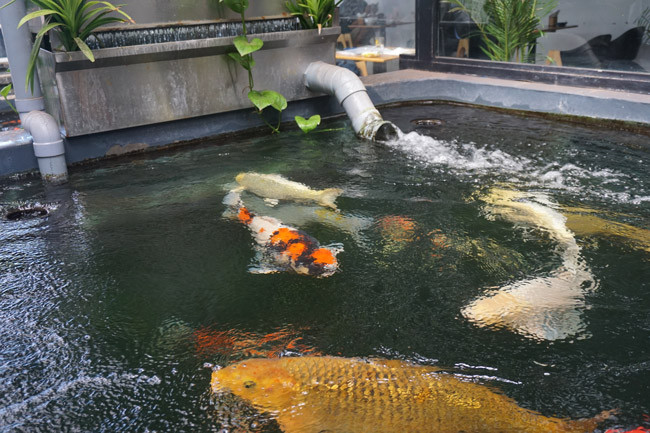 Hiện trong hồ của anh Quyền có hơn 200 con cá Koi, nhưng đắt nhất vẫn là loại có tên Showa; Kuhoku, Tancho... Một chú cá Showa có màu trắng - đỏ - đen thế này trên thị trường hiện có giá khoảng 150 triệu đồng/con.