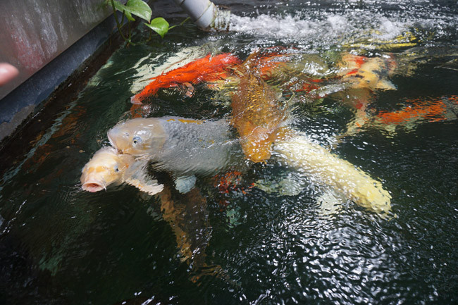 Theo anh Quyền, riêng số tiền đầu tư vào hệ thống lọc nước, hồ và một số thiết bị máy móc khác đã ngốn của anh 1,5 tỷ đồng. Ban đầu chỉ với số lượng 5 con chơi cho vui, sau 8 năm lượng cá của anh tăng lên nhanh chóng. “Nhiều người sau đó cũng có thú đam mê loài cá này đã đến hỏi mua và tôi cũng kinh doanh thêm”.