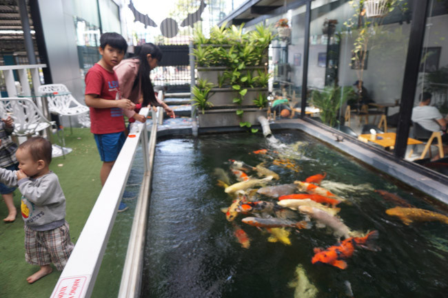 Các khách hàng của quán cafe đang cho cá Koi ăn.