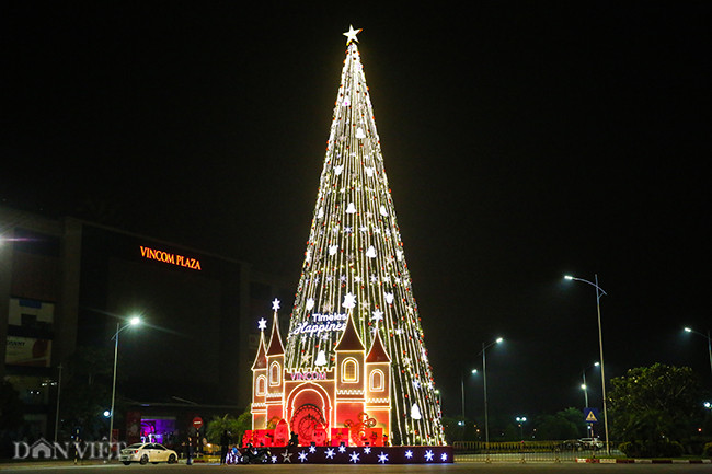 Cây thông ở đây cao khoảng 20m, là một trong những cây thông cao nhất ở Hà Nội.