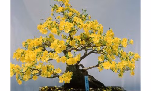 Loai cay phong thuy giup gia chu hut tai loc cuoi nam 2018