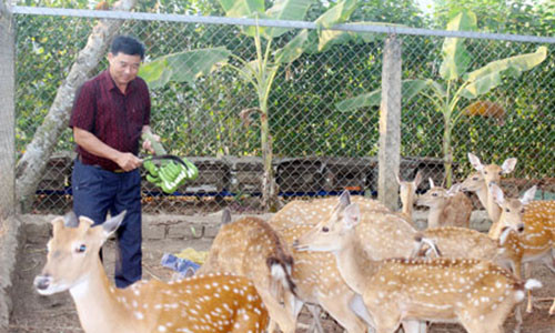 Ông Phan Xuân Ngọc giới thiệu đàn hươu đang nuôi tại trang trại. Ảnh: B.Nguyên