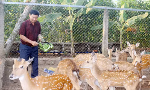 Ông Phan Xuân Ngọc giới thiệu đàn hươu đang nuôi tại trang trại. Ảnh: B.Nguyên